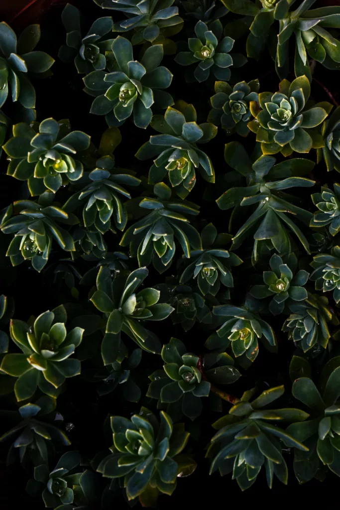 Green Succulent Plants
