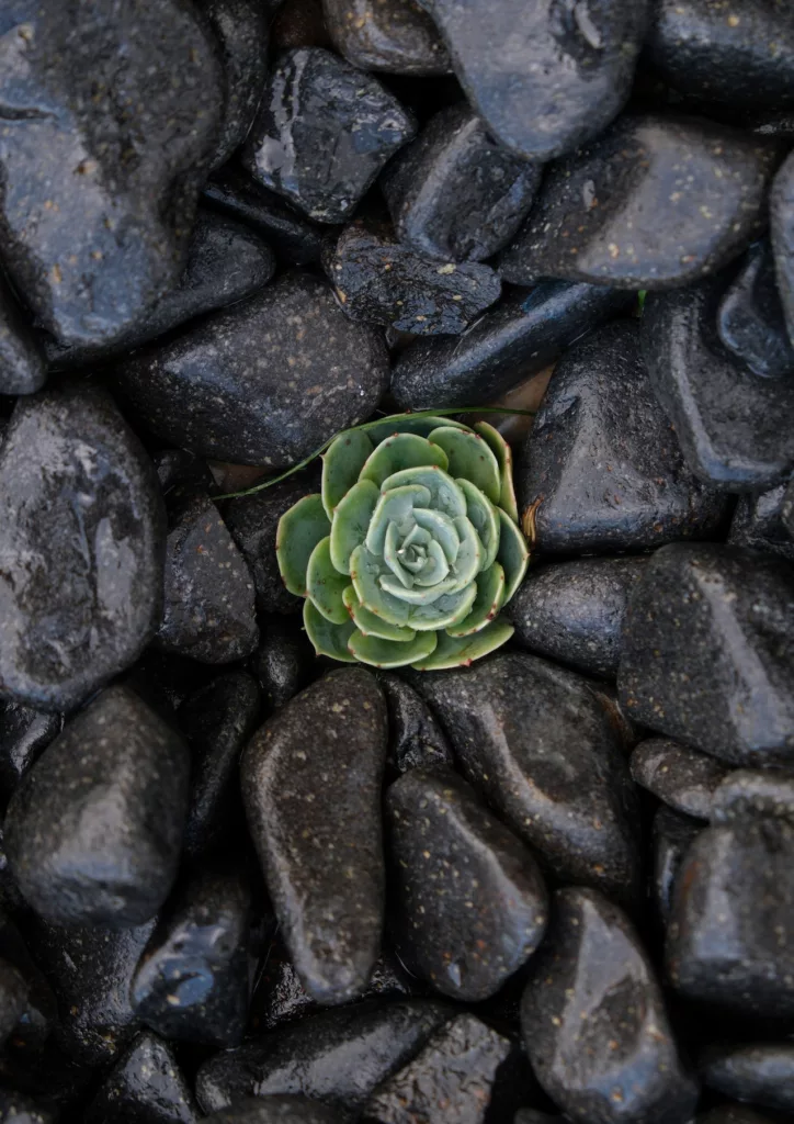 Succulent Plant Growing between Rocks representing the growth that can occur with Grief Therapy in NYC. Therapy for grief and loss can be available for New York City, Philadelphia, PA, Alexandria, VA, New Jersey, New Hampshire, and beyond via online grief therapy.