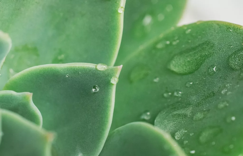 Water Droplets on Green Succulent Plant. Therapy for Major Life Changes in NYC can help you with life transitions. Learn more about how our therapist in New York City can help you. Washington, DC, Philadelphia, PA, Alexandria, VA, and New Jersey residents can get life transitions therapy via online therapy here too.